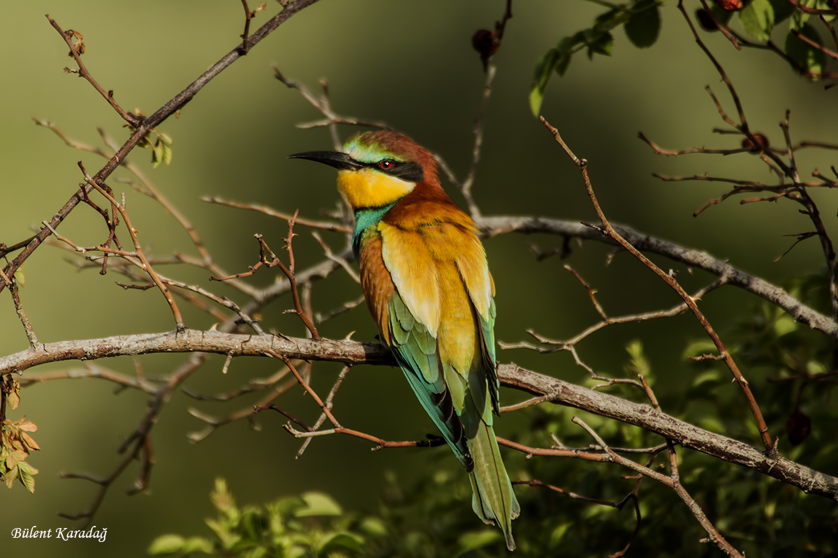 European Bee-eater